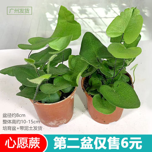 心愿盆栽蕨耐阴雨林缸观叶书房