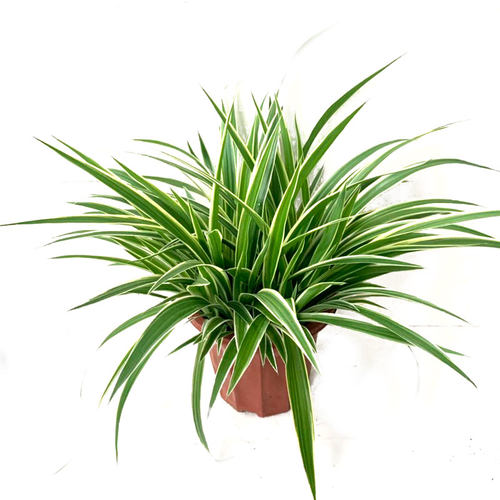 青叶室外庭院四季常青花卉植物