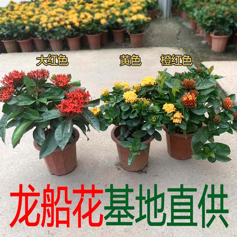 龙船花盆栽小叶绣球仙丹花苗室外庭院阳台开花带花苞耐晒喜水植物