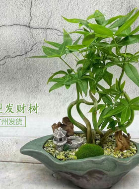 四季常青招财树发财树广州发货