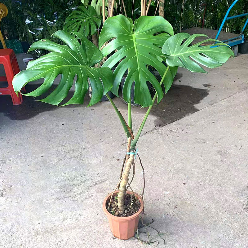 龟背竹小盆栽植物形开背植物吸甲醛室内办公桌面观叶花卉四季常青-封面