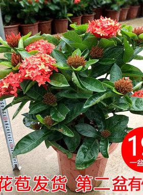 龙船花盆栽小叶仙丹花百日红苗室外耐晒植物开花粉红橙色净化空气