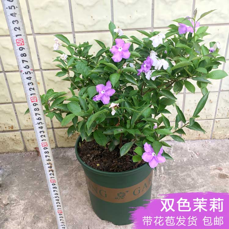 双色茉莉花鸳鸯茉莉花苗白色花室内外阳台庭院植物带香味喜庆包邮-封面