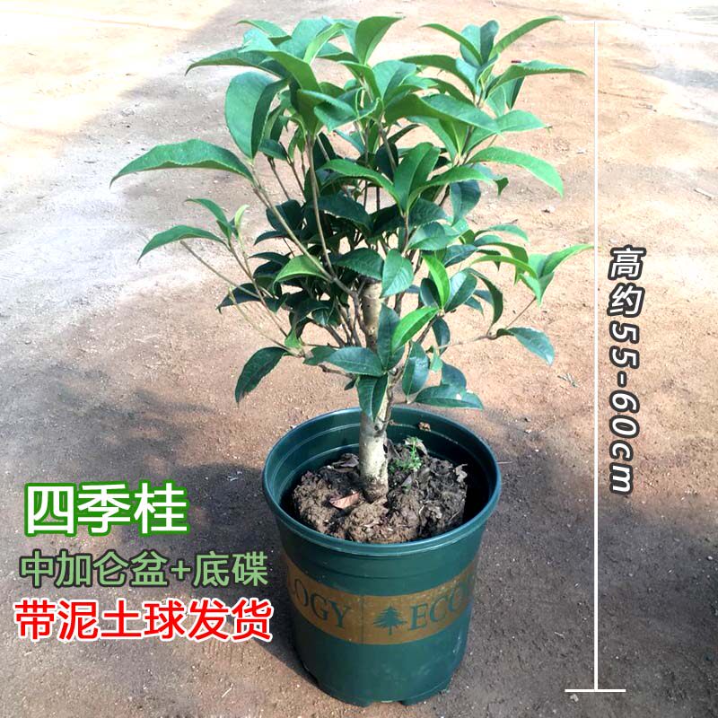 桂花盆栽丹桂月月桂金桂四季开花室外阳台庭院植物四季常青易养活