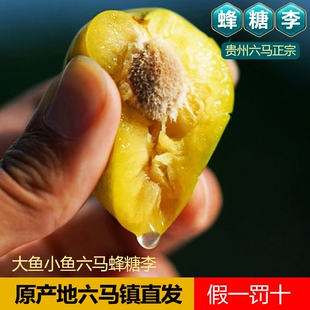 正宗贵州六马蜂糖李子安顺镇宁孕妇新鲜果子酥脆香甜如蜜顺丰空运