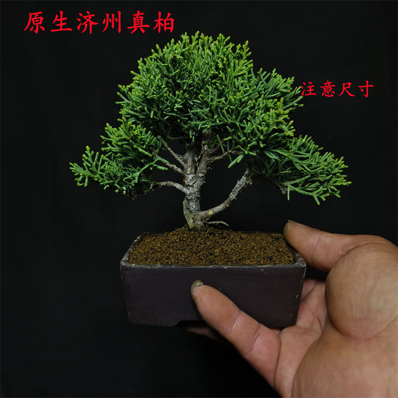 新品日本济州纪州真柏小盆景柏树造型盆景