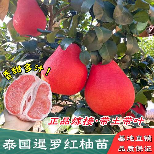 泰国暹罗红柚子树苗嫁接当年结果
