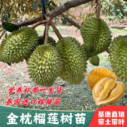 金枕猫山王榴莲树苗嫁接盆栽大苗