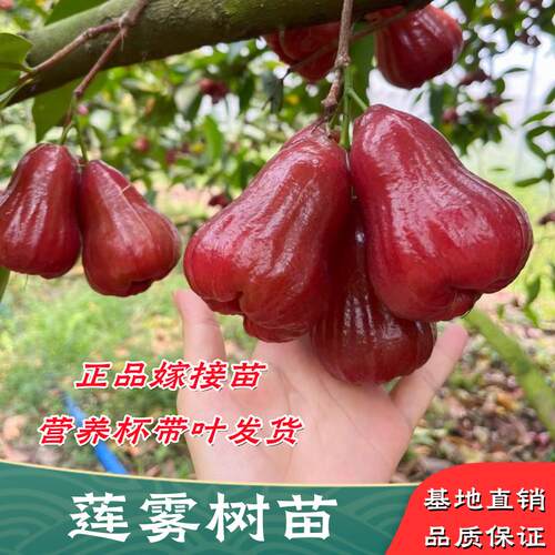 嫁接黑金刚莲雾树苗南方种植结果