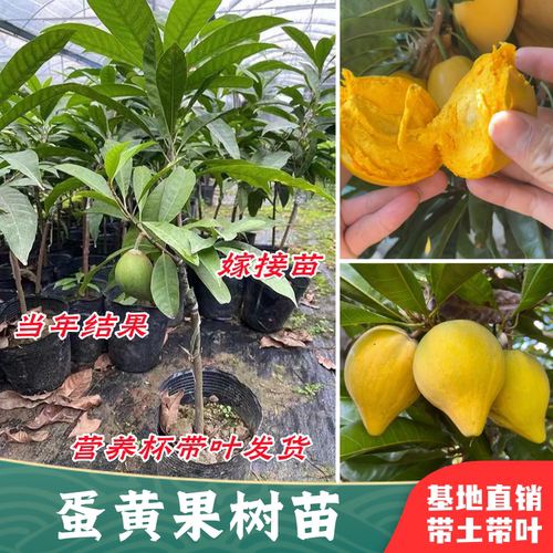 鸡蛋果树苗盆栽嫁接苗当年结果