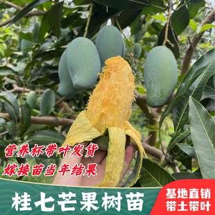 芒果树苗正宗嫁接桂七贵妃芒四季芒金煌芒果苗树矮化盆栽南方结果
