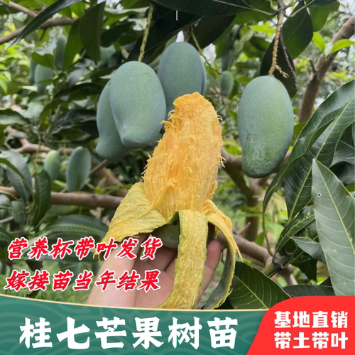 芒果树苗嫁接苗盆栽南方当年结果