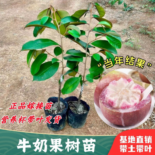越南牛奶果树苗嫁接盆栽当年结果