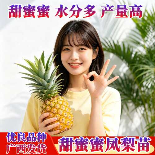 甜蜜蜜凤梨苗纯甜多汁四季凤梨苗