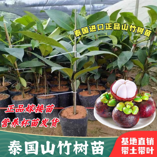 泰国进口山竹树苗山竹树果苗红皮白肉无籽地栽当年结果南北方种植