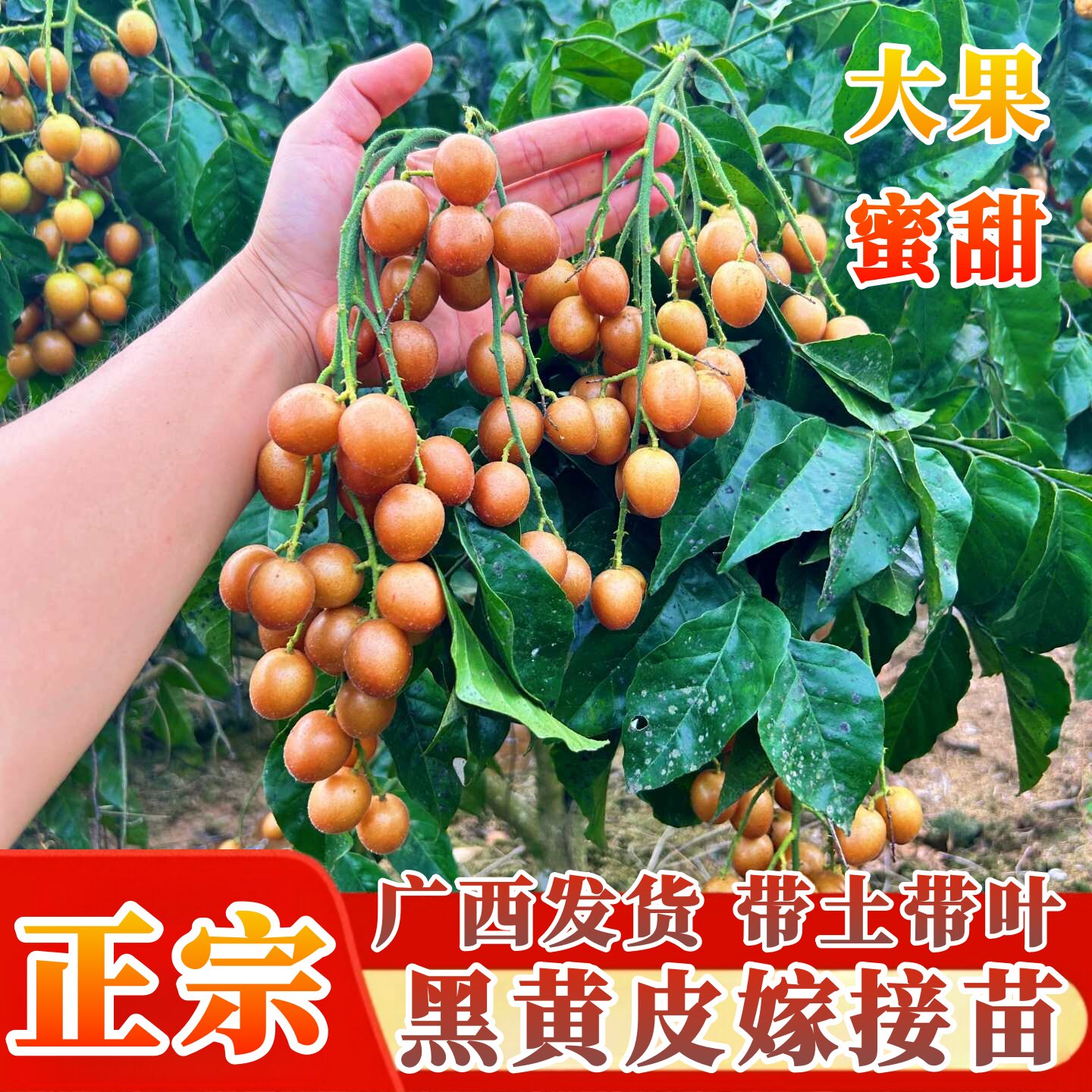 黄皮果树果苗嫁接黑金刚黄皮苗盆栽地栽黄皮果苗带土带叶四季可种