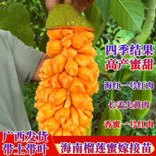 香蜜一号榴莲蜜苗嫁接榴莲蜜树苗