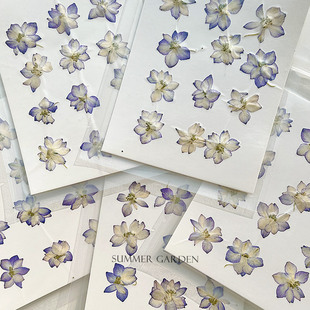 飞燕草渐变紫天然押花压花包真花标本水晶滴胶diy材料填充封入物