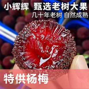 小辉辉家 送礼浙江慈溪余姚荸荠种杨梅 现摘现发汁多味甜 顺丰发
