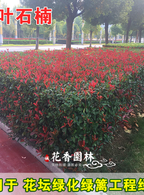 四季大红色红叶石楠球树苗庭院户外工程隔离绿化带种植火焰红小苗