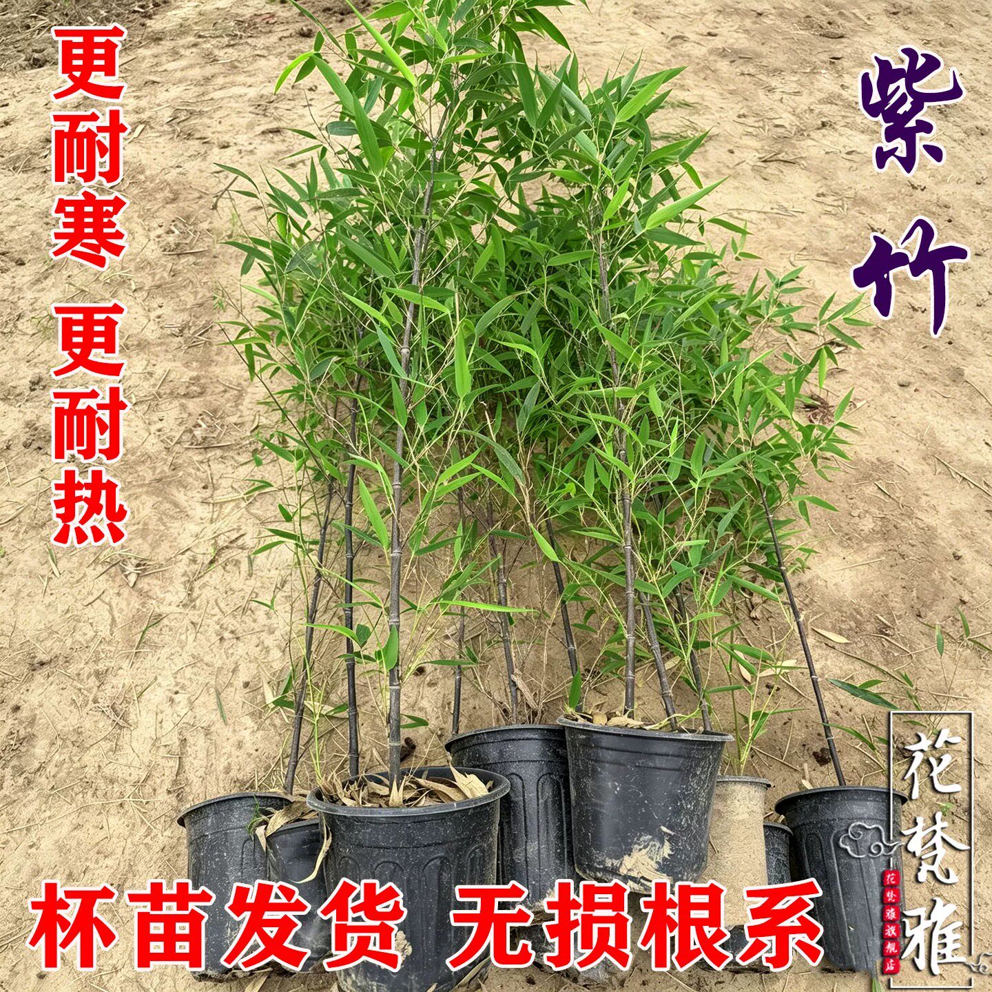 庭院带盆栽好紫竹景观竹子苗室内客厅绿植盆栽原盆原土盆景竹子苗