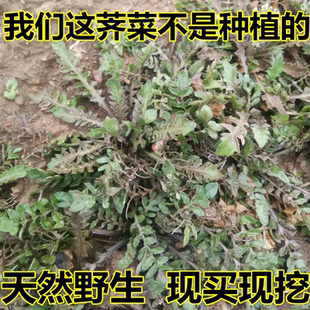 山东野生荠菜新鲜现挖农村野菜荠荠菜地丁菜包馄饨饺子蔬菜保野生