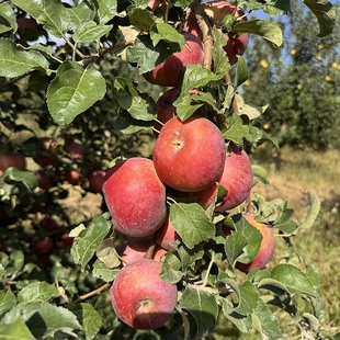 【六月来了】蒙阴脆苹果小蜂蜜 4.5斤 小果