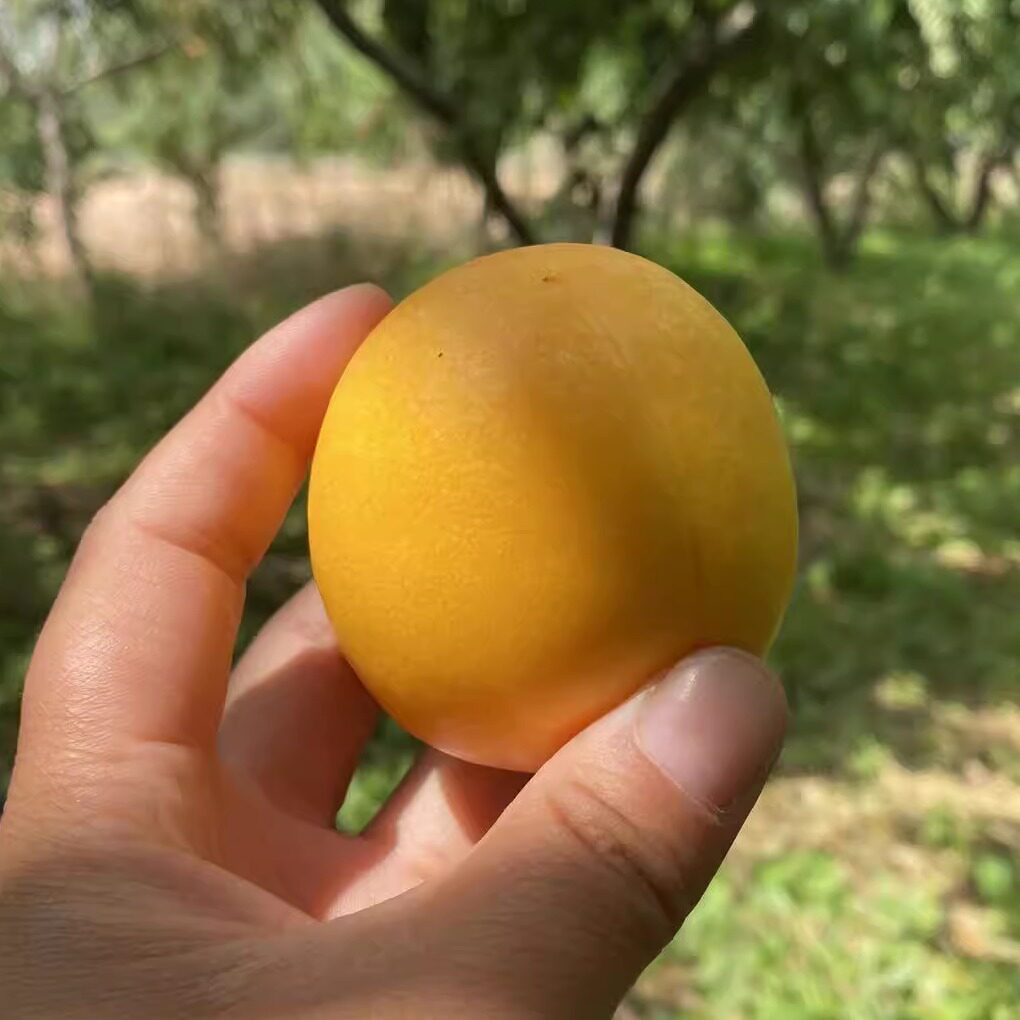 现货山东应季新鲜水果蒙阴蜜桃陆地小油桃软甜多汁黄油桃净重4斤