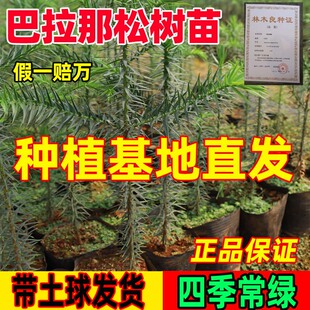 正宗巴拉那松树苗盆栽地栽四季常青耐寒耐旱庭院绿化植物1年2年苗
