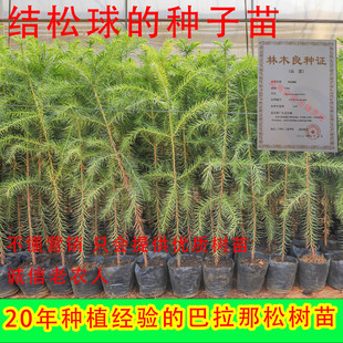 巴拉那松树苗云南种植基地直发巴西进口树种大拇指松子巴拉那松苗