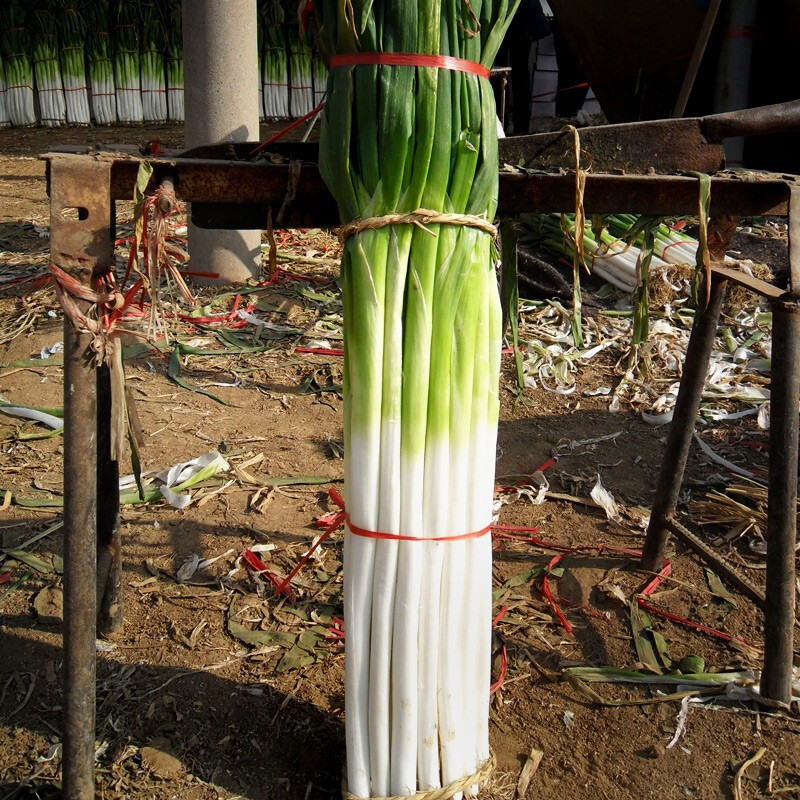 正宗精品章丘大葱秋季新葱脆甜