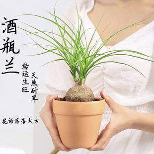酒瓶兰盆栽兰花迷你创意办公桌网红盆景绿植室内懒人花卉耐旱植物