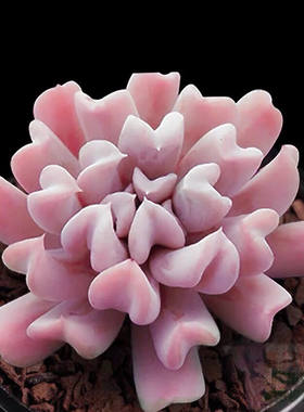 特玉莲多肉植物丘比特萌心型组合盆栽防辐射创意绿植花卉  雪精灵