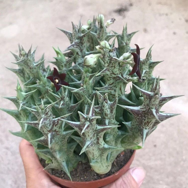 紫龙角多肉植物萝藦科趣味开花奇特阳台办公室桌面防辐射小盆栽花