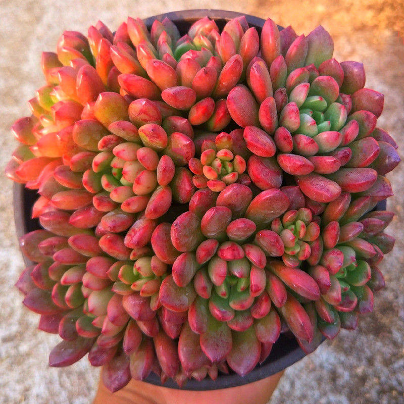 多肉植物红宝石多头群生新手肉肉盆栽 阳台办公室创意防辐射花卉