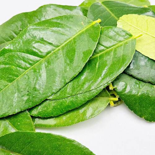 Fresh lemon leaves约100G新鲜柠檬叶 泰式料理蔬菜叶子 树叶调味