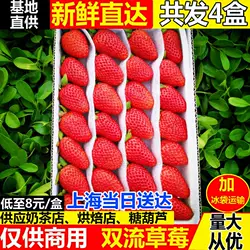 现货四季商用草莓4盒装新鲜水果同城包邮蛋糕烘焙奶茶双流冬草莓