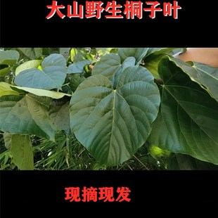 50张重庆土特产野生新鲜桐子树叶桐子果现摘麦粑叶玉米粑叶包邮