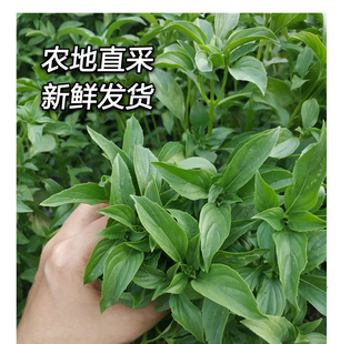 金不换新鲜现摘现发九层塔罗勒味香三杯鸡食用香菜青酱西餐潮汕