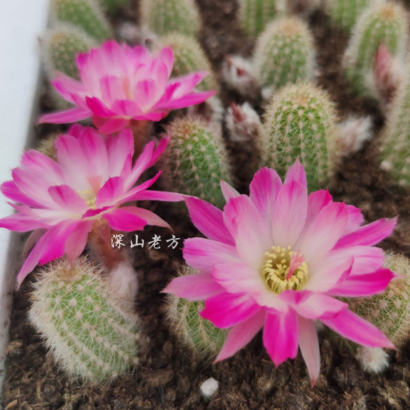 随心园艺深山老方杂交白檀特鲁迪trudi带根发货开花仙人球多肉