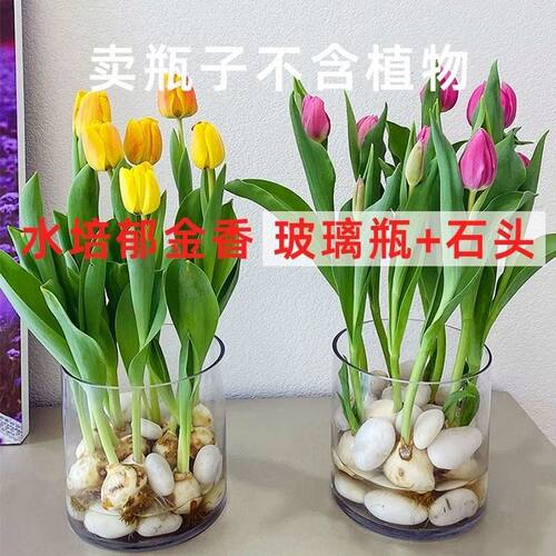 郁金香种植盆郁金香土培花盆水培龟背竹花瓶水培郁金香专用盆水养