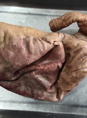 河北驴肉驴肚驴杂碎真空包装一斤