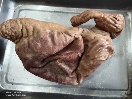 河北驴肉驴肚驴杂碎真空包装一斤