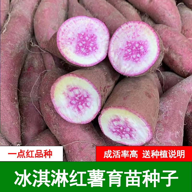 冰淇淋番薯育苗种高产红薯种一点红地瓜花心板栗薯发芽种植包邮