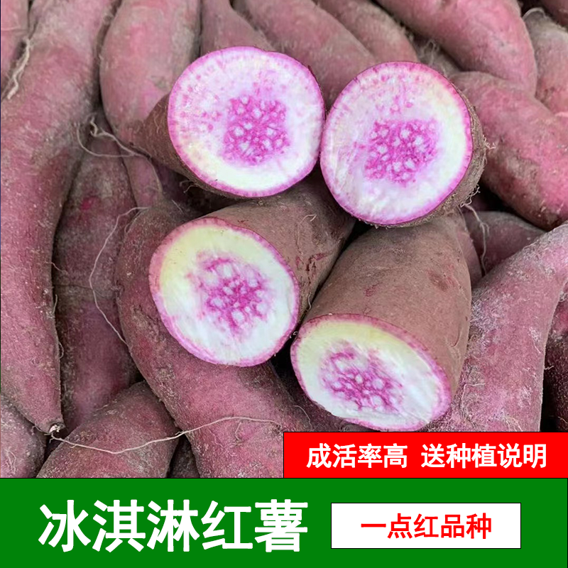 冰淇淋番薯种植农家自种高产一点红地瓜花心薯粉糯香甜红薯可发芽