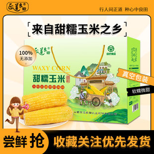 25年正道良田山西忻州新鲜黄糯玉米棒速食真空十根礼盒装 代餐食品