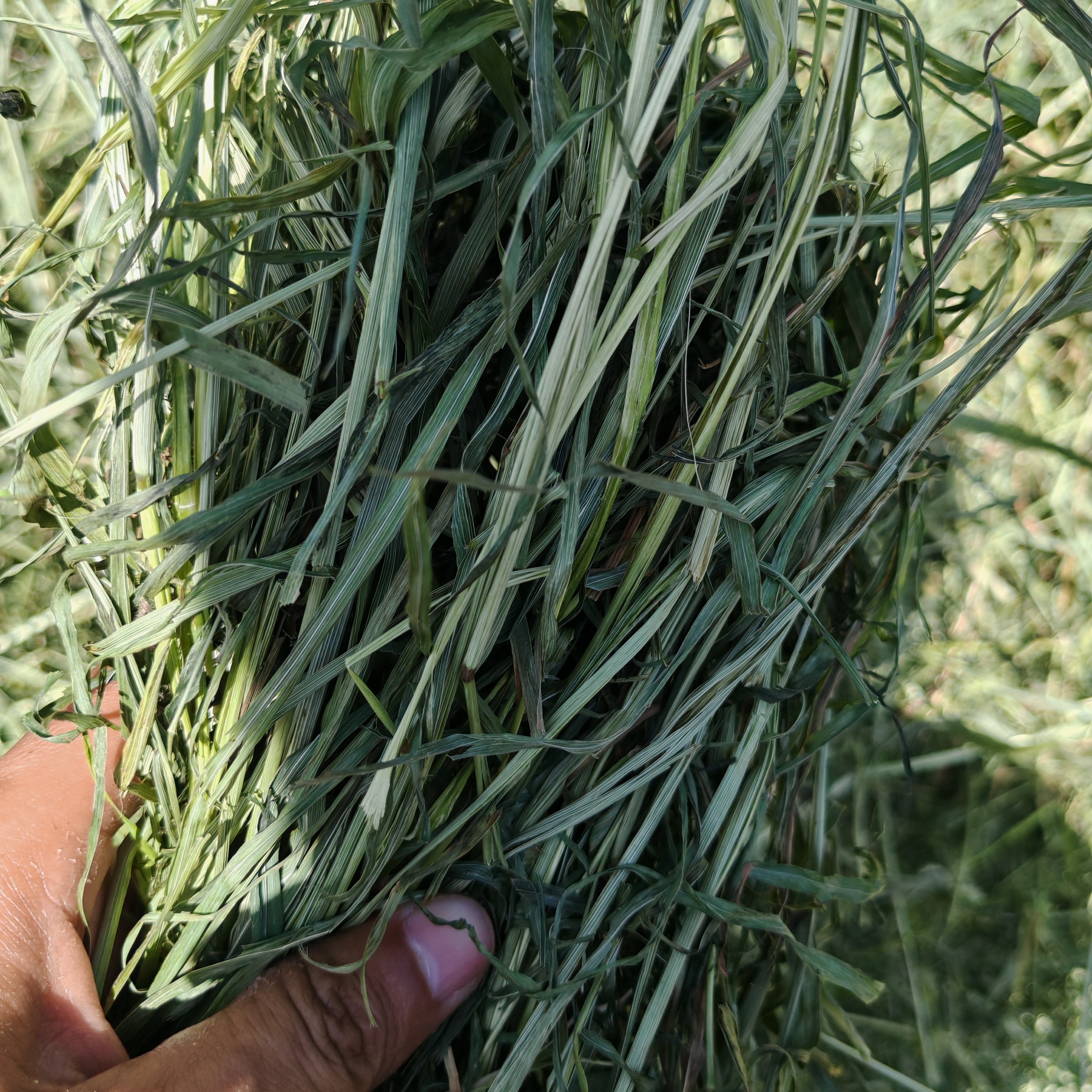 晒干提摩西草兔子干草龙猫豚鼠牧草兔粮荷兰猪饲料草粮