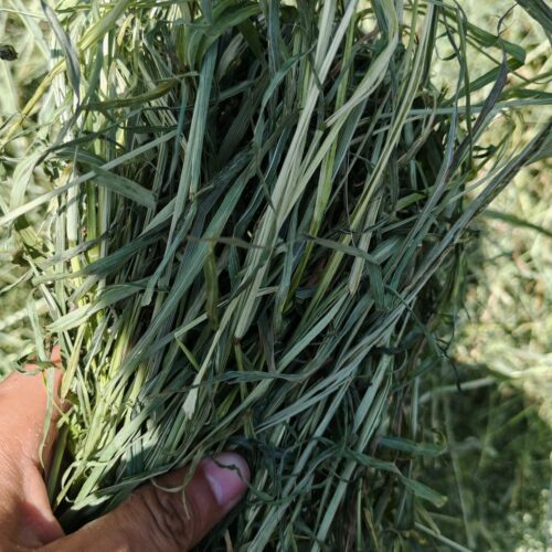 25年晒干提摩西草兔豚鼠龙猫粮