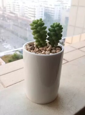 陶瓷小直筒多肉植物花盆景观盆