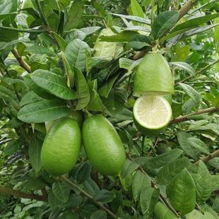 广东正宗香水柠檬台湾无籽香水柠檬果树苗盆栽地栽营养杯发货包教